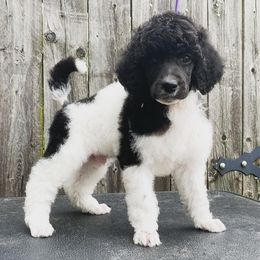 Poodle Puppies from Crystal Creek Standard Poodles