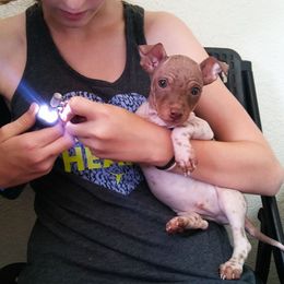 American Hairless Terrier Puppies from DreamEyce American Hairless Terriers