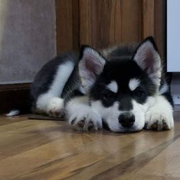Alaskan Malamute Puppies from Kaylatee Alaskan Malamutes