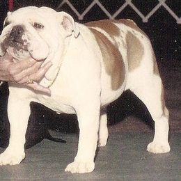 Bulldog All Grown Up from Mouser Bulldogs