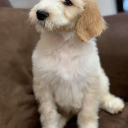 Goldendoodle and Sheepadoodle Puppies from The Farms Precious Doodles
