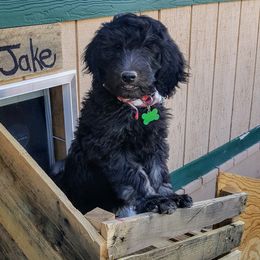 Goldendoodle Puppies from Bear Lake Bearded Retrievers