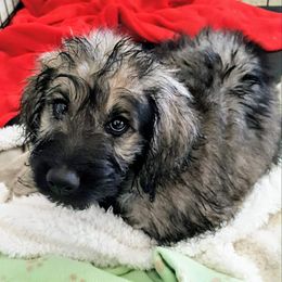 Goldendoodle Puppies from Bear Lake Bearded Retrievers