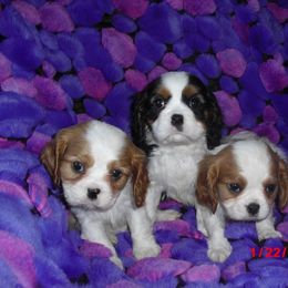 Majesty Cavalier breeder of Cavalier King Charles Spaniel