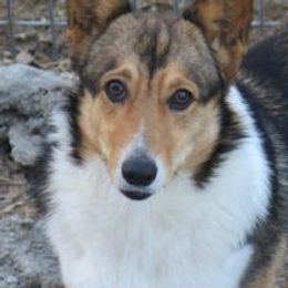 Blitz - Pembroke Welsh Corgi