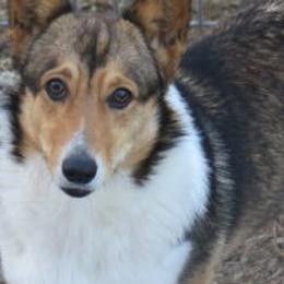 Blitz - Pembroke Welsh Corgi