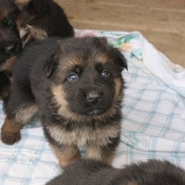 Australian Shepherd Puppies from Waldo German Shepherd Dogs