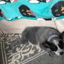 Australian Cattle Dog Puppies from Blue Coyote Ranch