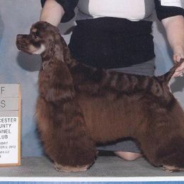 Finn - Cocker Spaniel