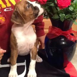 Boxer Puppies from Sinful Boxers