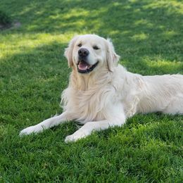 Moose - Golden Retriever