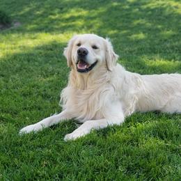Moose - Golden Retriever