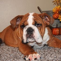 English Bulldog Puppies from OkBullieBabies