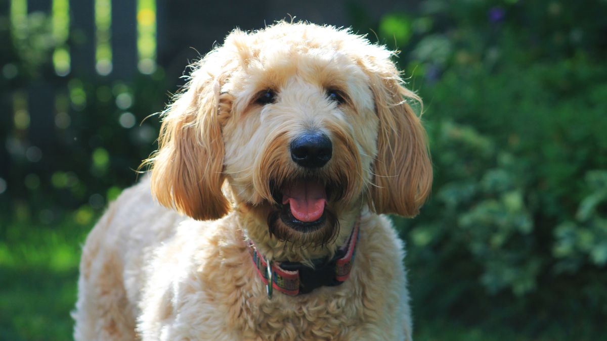 25 Local Goldendoodle Puppies For Sale In Flagstaff, Arizona 