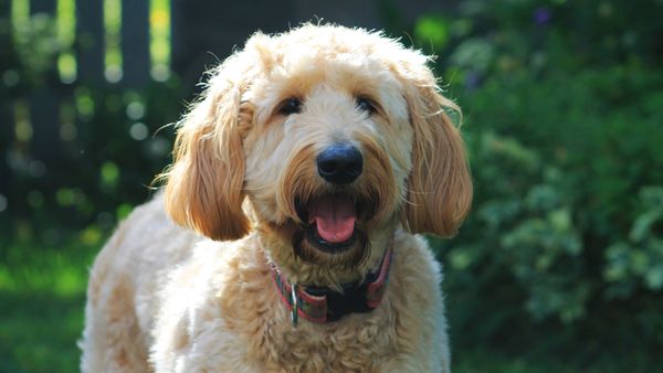 Find Goldendoodle puppies for sale near Lenexa, KS
