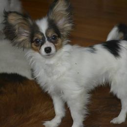 Papillon Puppies from Belladonna Papillons