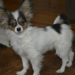 Papillon Puppies from Belladonna Papillons