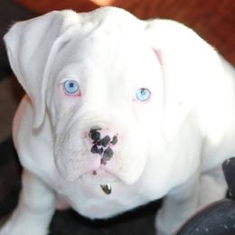 Boxer Puppies from Huntley Boxer Pieces