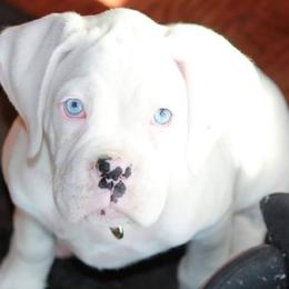 Boxer Puppies from Huntley Boxer Pieces