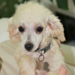 Amber Moon Goldendoodles breeder of Goldendoodle