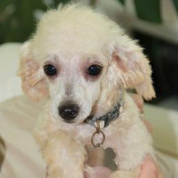 Amber Moon Goldendoodles breeder of Goldendoodle