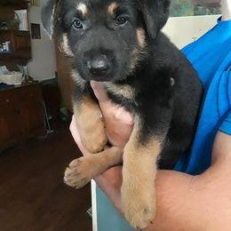 German Shepherd Puppies from Southern Legacy German Shepherds