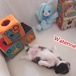 "The only Baby Boy from Duke and Duchess 2nd litter" Great Dane and Shih Tzu Puppies from Empire Royalty and Majestic Dane