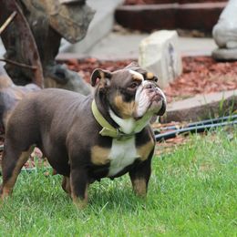 English Bulldog and Pembroke Welsh Corgi All Grown Up from Double T's Bulldogs