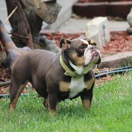 English Bulldog and Pembroke Welsh Corgi All Grown Up from Double T's Bulldogs