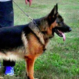 Walko vom Baruther Land - German Shepherd