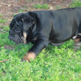 English Bulldog Puppies from Buffalo Bulldogs