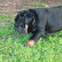 English Bulldog Puppies from Buffalo Bulldogs