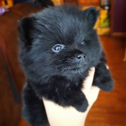 Pomeranian Puppies from Lucky Days Pomeranians