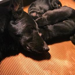 German Shepherd Puppies from Lost Creek German Shepherds LLC