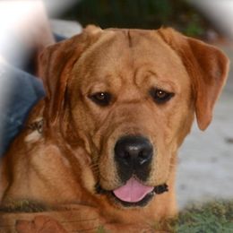 Labrador Retriever adult dog