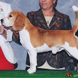 Beagle All Grown Up from HA-Penny Beagles