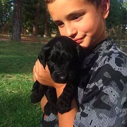 Australian Labradoodle Puppies from North Country Australian Labradoodles
