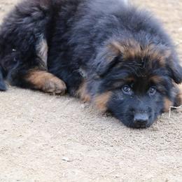 German Shepherd Puppies from Lost Creek German Shepherds LLC