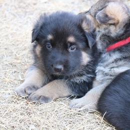 German Shepherd Puppies from Lost Creek German Shepherds LLC