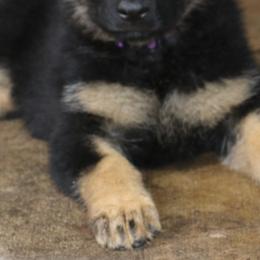 German Shepherd Puppies from Aus der Asche