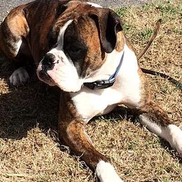 Zeek - Boxer