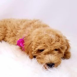 Goldendoodle Puppies from O'Town's Goldendoodles