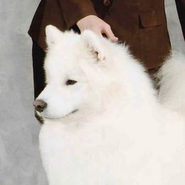 Beary - Samoyed