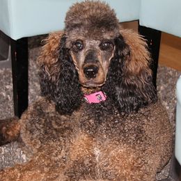 Bella - Bernedoodle