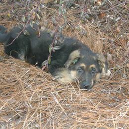 German Shepherd Puppies from Von Mathausen German Shepherds