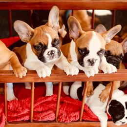 French Bulldog Puppies from Dior Dogs