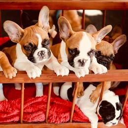 French Bulldog Puppies from Dior Dogs