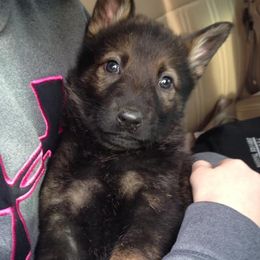 German Shepherd Puppies from Vickery Shepherds