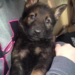 German Shepherd Puppies from Vickery Shepherds
