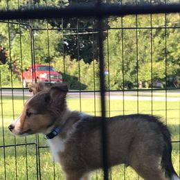 Shetland Sheepdog Puppies from Country Chic Shelties